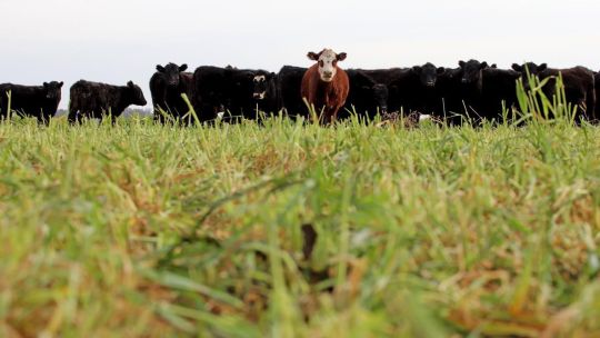 Quiebras en el agro: la Mesa de Enlace le pedirá a Luis Caputo una audiencia
