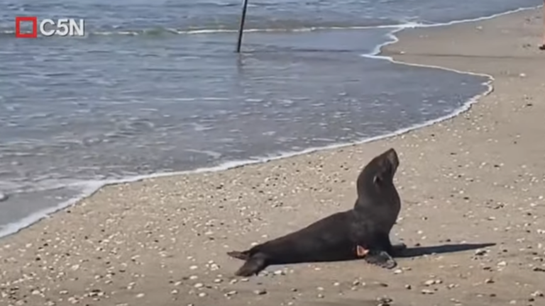 Villa Gesell: sorpresiva aparición de un lobito marino en la playa